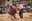 10 - BALL DE L_OSSA  - CARNAVAL ENCAMP 2025  - 59.jpg