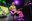 11 - GRUP DE VERSIONS LES CAIPIRINYES + DJ MONCHO + DJ MON  - CARNAVAL ENCAMP 2025  - 14.jpg