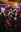 8 - GRUP DE VERSIONS _THE TUTSIES_ + ENTREGA DE PREMIS + BANDIDOS PERVERSIONS - CARNAVAL ENCAMP 2025  - 4.jpg