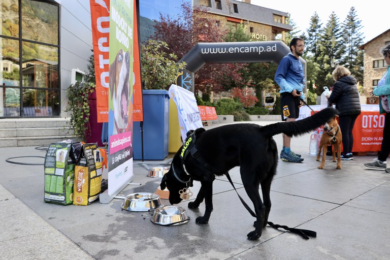 3a OTSO Trail Dog Encamp