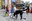 3a OTSO Trail Dog Encamp