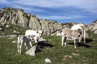 El Comú d’Encamp i el Govern acorden mesures per evitar els accidents amb animals al port d’Envalira