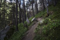 El Comú d’Encamp realitza els treballs silvícoles per a la millora forestal