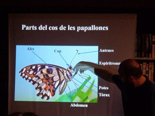 Papallones