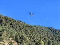Encamp iniciarà la campanya de tractament aeri pel control de la processionària del pi el 22 i 23 de setembre