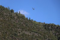 Encamp inicia el tractament aeri contra la processionària del pi