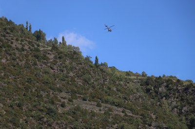 La processionària del pi es tracta amb mitjans aeris- Foto: Comú d'Encamp.