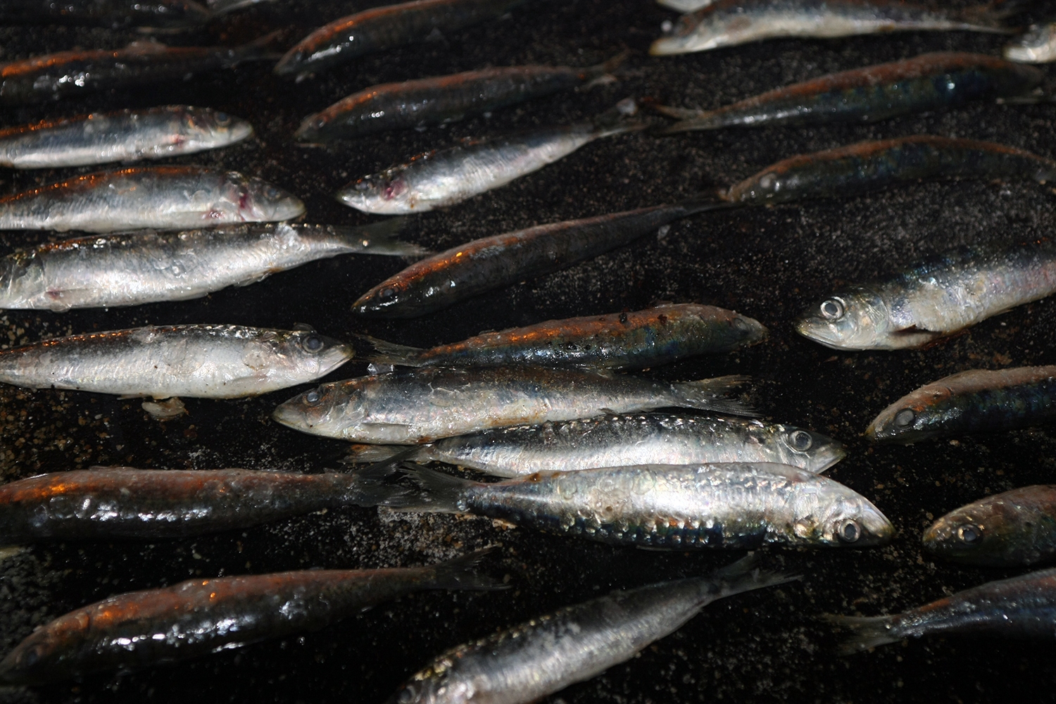 07-Sardinada-002.jpg