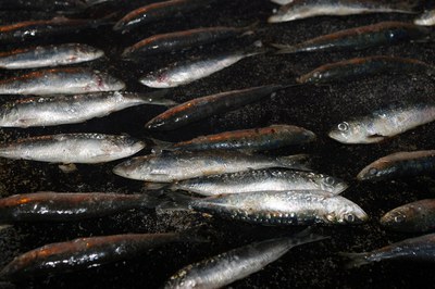 07-Sardinada-002.jpg.