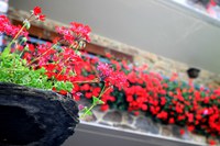 Oberta la convocatòria per participar en el XII Concurs d’embelliment floral de la parròquia d’Encamp