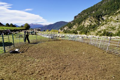 20261009 ovellada Cortals @ComuEncamp (76).jpg.