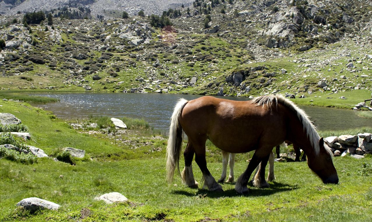 Encamp en imatges