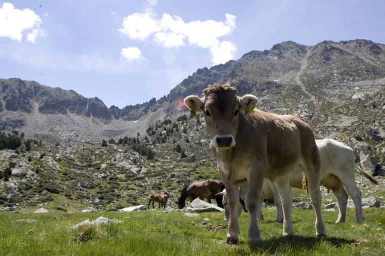 Encamp en imatges