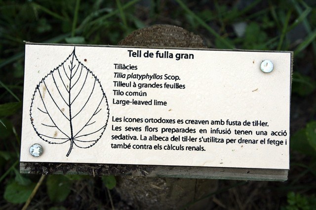 image_large.jpg